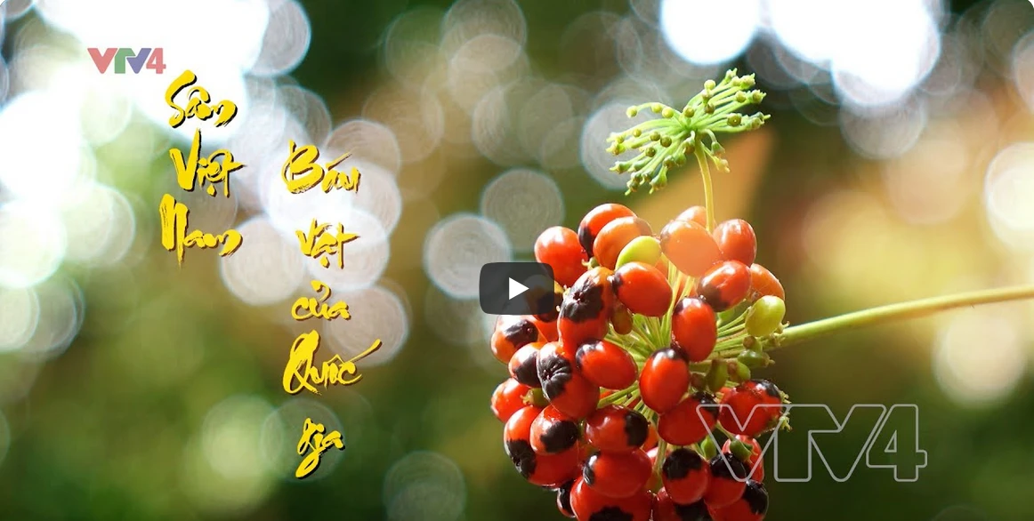 SÂM VIỆT NAM: BÁU VẬT CỦA ĐẤT TRỜI 01